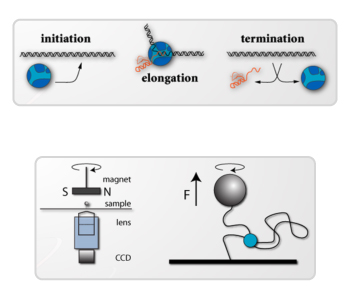 Eric Galburt's research