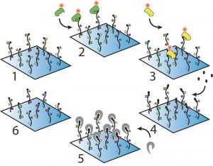 havranek PastedGraphic-1